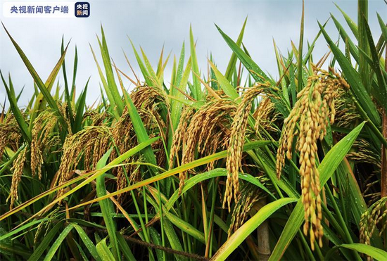 В Китае побит рекорд урожайности гибридного риса