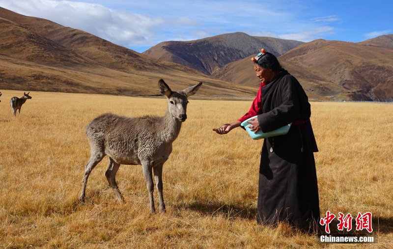 Благородные олени в природном заповеднике Тибета