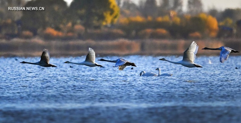 В водно-болотные угодья на северо-западе Китая прилетели белые лебеди