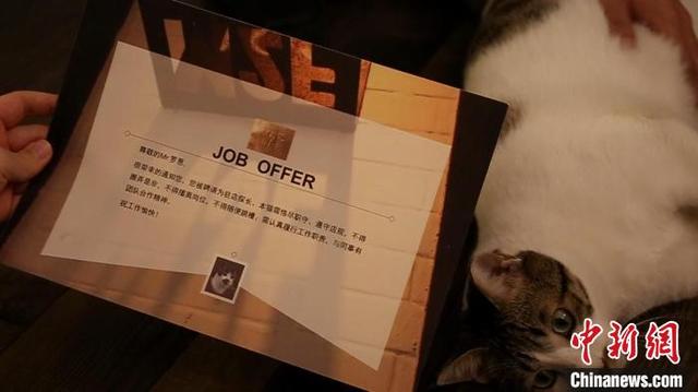 Кот стал работником шанхайской кофейни