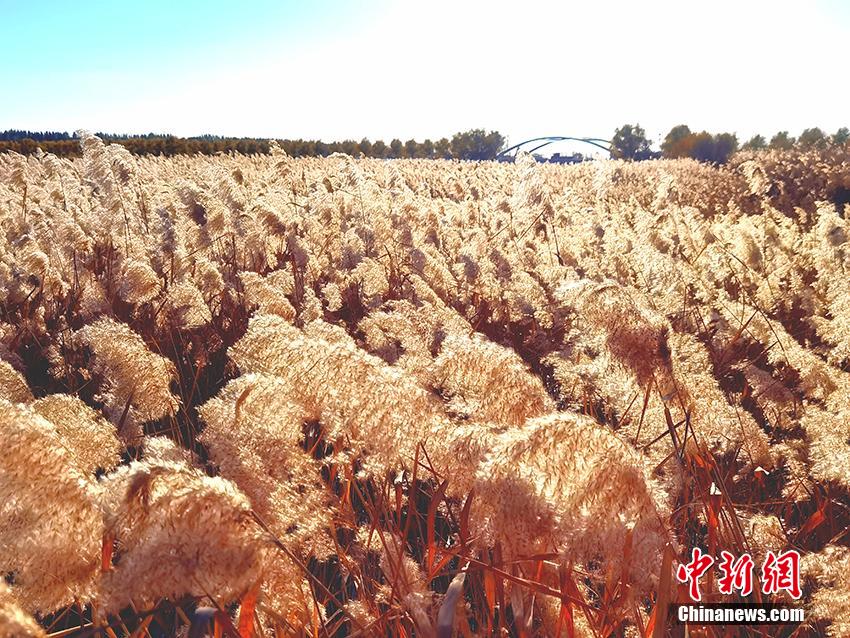 Осенняя красота уезда Чжэньлай провинции Цзилинь