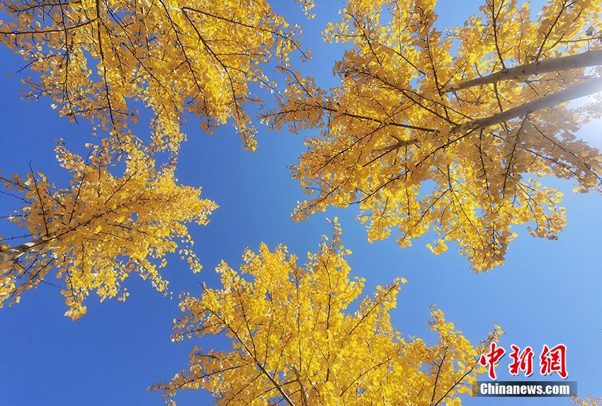Осенняя красота уезда Чжэньлай провинции Цзилинь