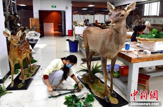 Изготовление чучел животных на юго-востоке Китая