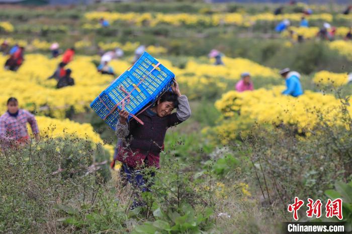В уезде Гуйдин провинции Гуйчжоу собирают урожай хризантем