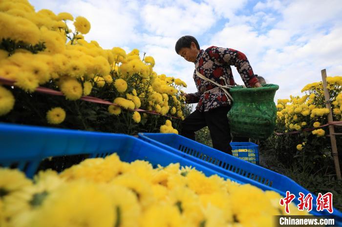 В уезде Гуйдин провинции Гуйчжоу собирают урожай хризантем