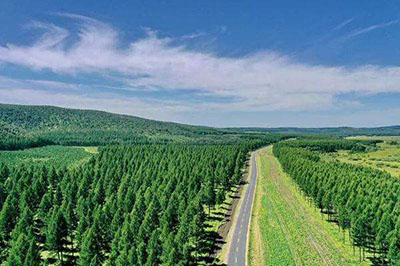 Китай внес огромный вклад в расширение площади лесов в Азиатско-Тихоокеанском регионе