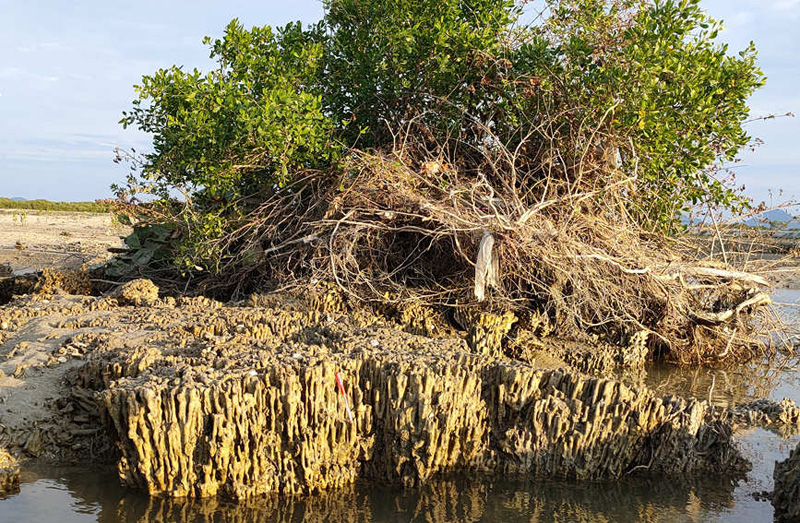 Остатки 2000-летнего кораллового рифа были впервые обнаружены на берегу Хайнаня