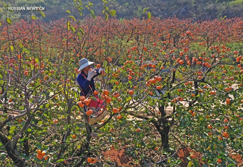 В уезде Гунчэн поспел урожай хурмы