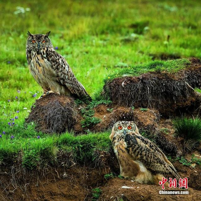 Дикие животные в национальном парке Саньцзянюань находятся под эффективной защитой