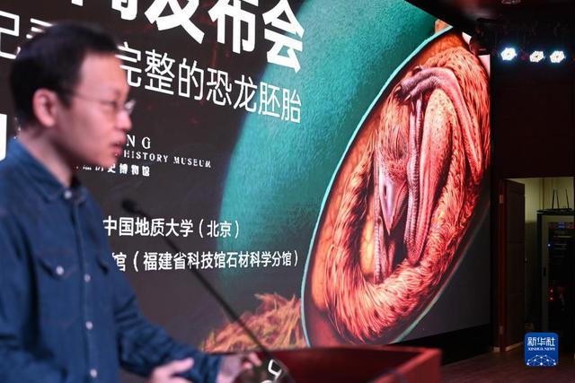 Китайские ученые обнаружили окаменевшее яйцо динозавра с сохранившимся эмбрионом
