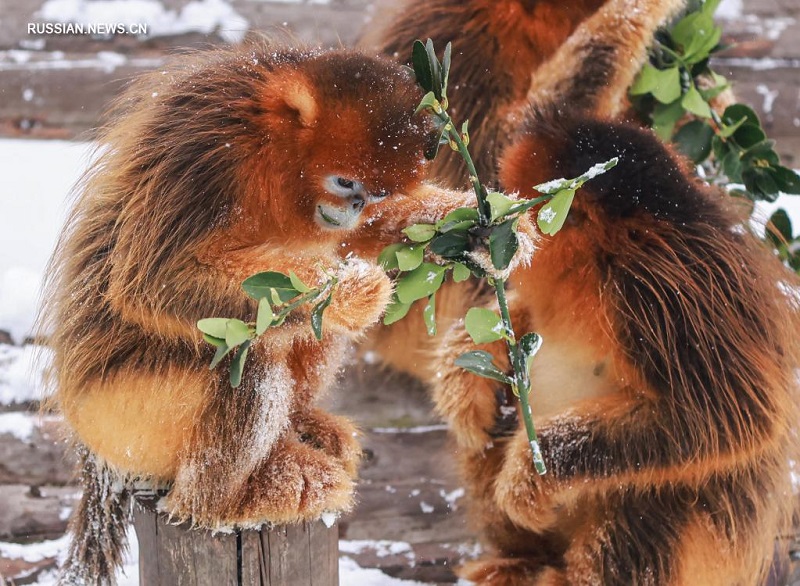 Животные в снегу в зоопарке города Жунчэн