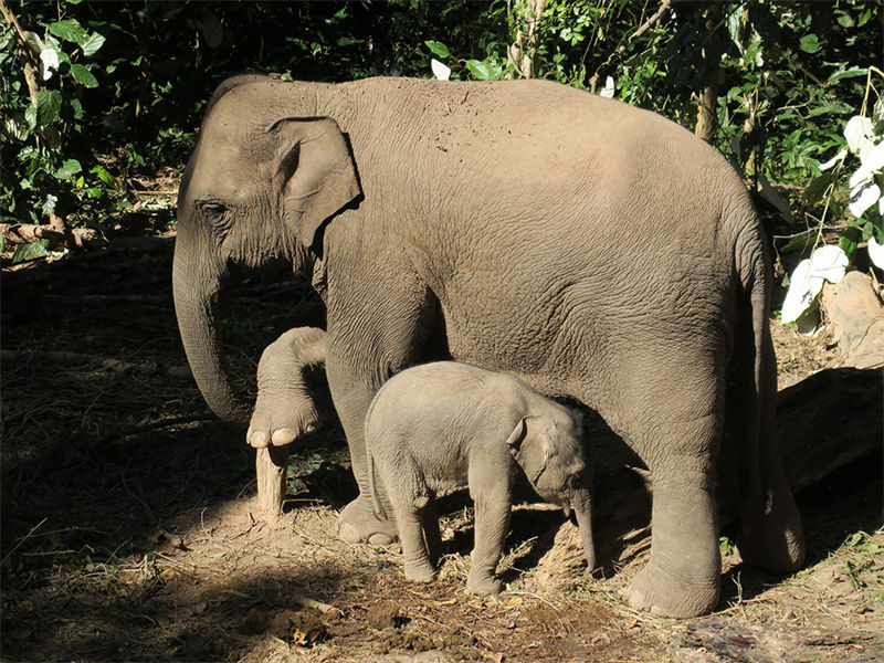 В провинции Юньнань родились детеныши диких слонов