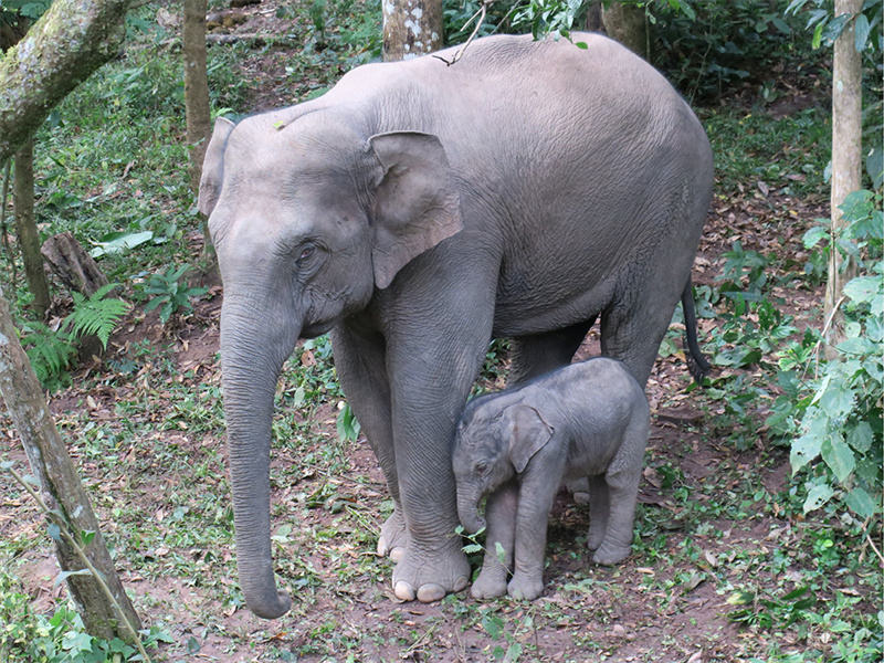 В провинции Юньнань родились детеныши диких слонов