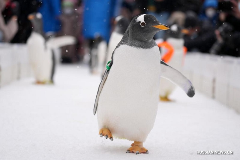 Пингвины в Харбине встречались с туристами