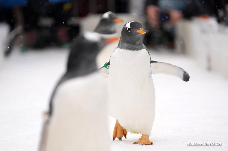 Пингвины в Харбине встречались с туристами