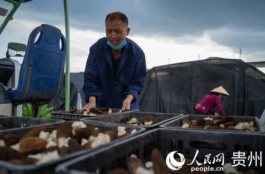 В городе Фуцюань маленькие сморчки стали новым источником обогащения для местных крестьян