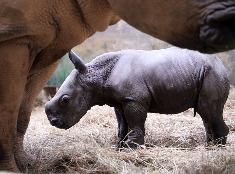 В городе Гуанчжоу родился детеныш белого носорога