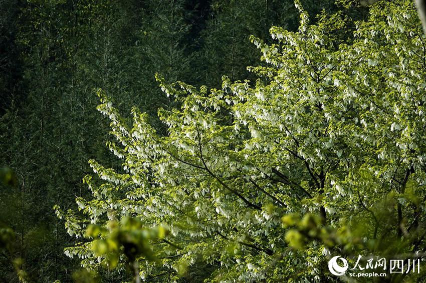 В Сычуане наступило лучшее время для наслаждения цветами, напоминающими собой мордочки больших панд