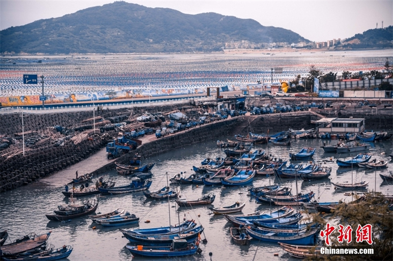 Уезд Ляньцзян — родина морской капусты в Китае