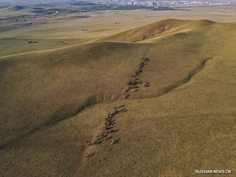 Лошади скачут галопом в степях