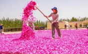 Синьцзянский уезд зарабатывает на выращивании роз