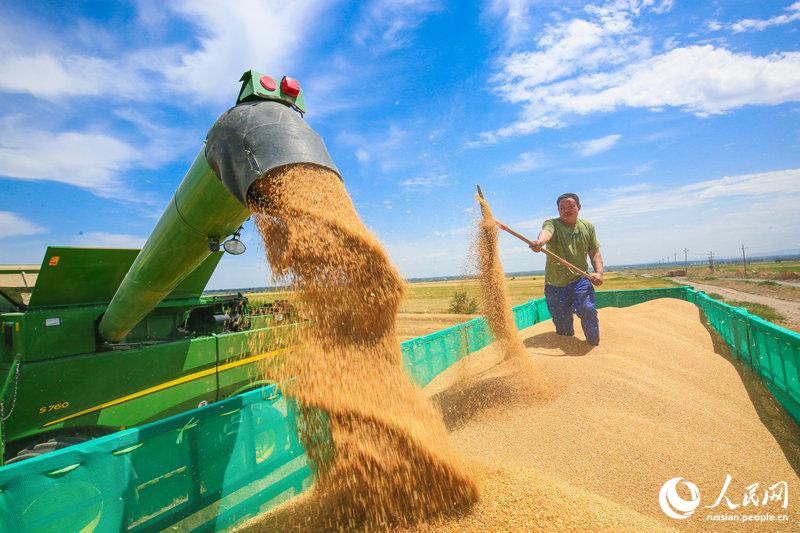 В Синьцзяне начался сбор урожая пшеницы