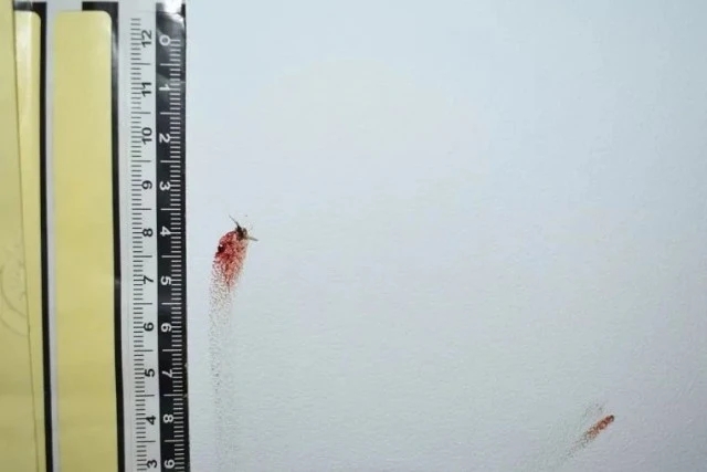 Прихлопнутый  на стене комар стал свидетелем уголовного дела