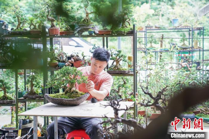 Жители южнокитайской деревни зарабатывают на выращивании бонсай
