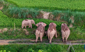 Число азиатских слонов в Китае меньше количества больших панд  