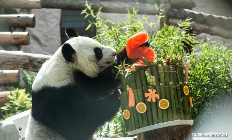 В московском зоопарке отметили день рождения двух больших панд