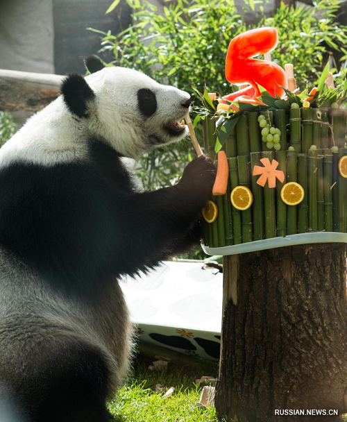 В московском зоопарке отметили день рождения двух больших панд
