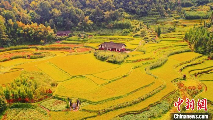 В мяоской деревне провинции Сычуань наступил сезон сбора урожая