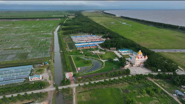 Пятнистые олени на берегу озера Ханка