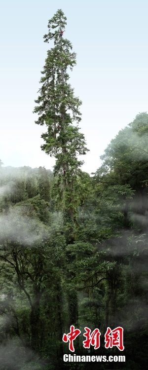 В Китае обновлен рекорд «Самого высокого дерева»