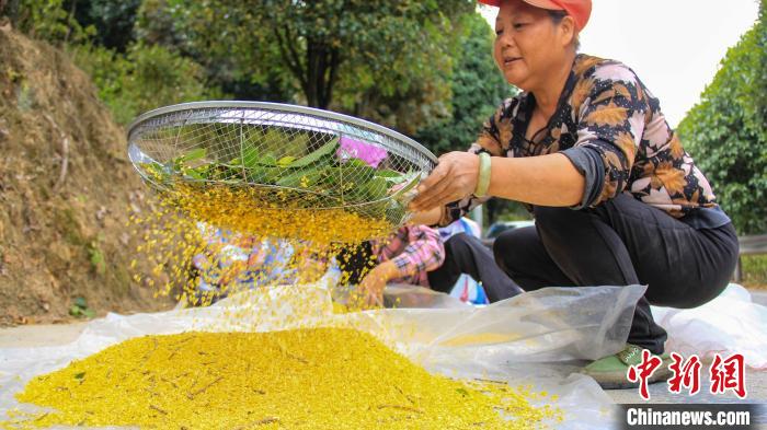 Китайский город Гуйлинь зарабатывает на цветах османтуса