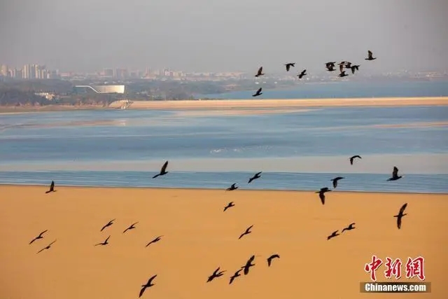 На озеро Поянху провинции Цзянси  прилетели на зимовку перелетные птицы