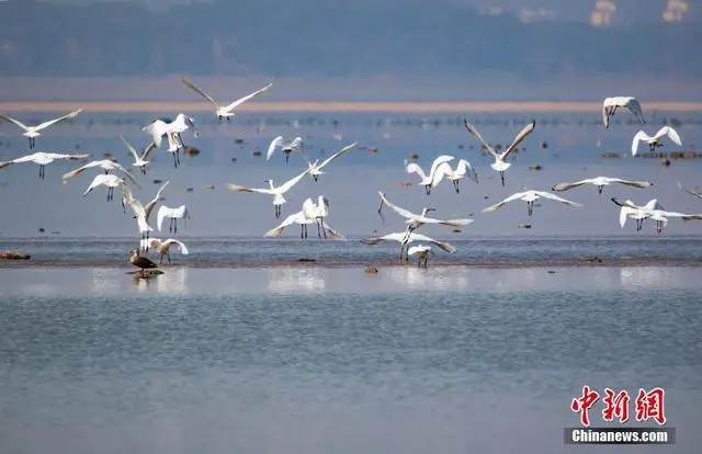 На озеро Поянху провинции Цзянси  прилетели на зимовку перелетные птицы
