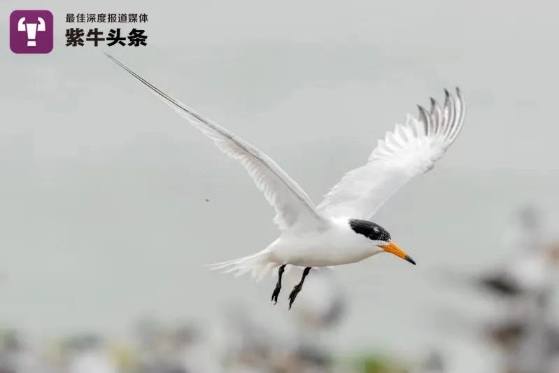 Китаец десять лет ухаживает за редкими птицами на необитаемом острове
