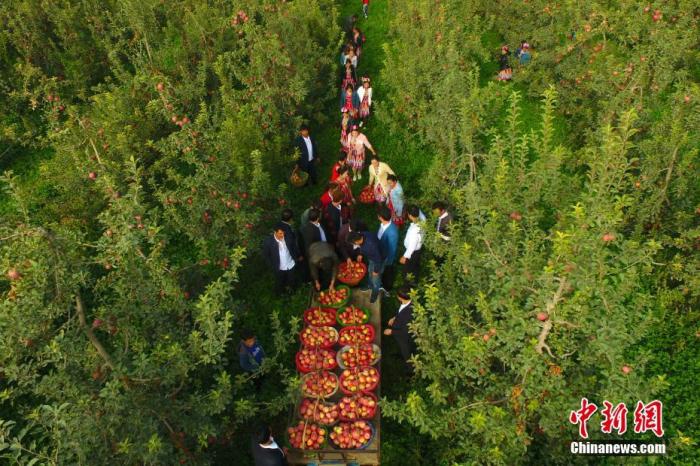 Яблоки из Аксу – «сахарные леденцы» из подножья гор Тяньшань