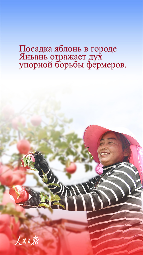Почему яблоки города Яньань настолько популярны?