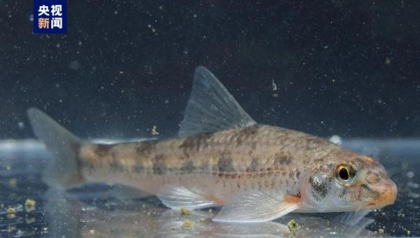 В провинции Чжэцзян обнаружен новый вид пресноводной рыбы