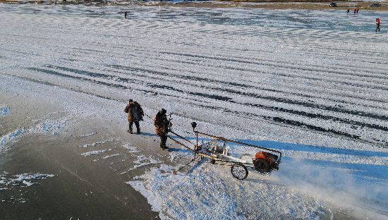 На реке Сунхуацзян в Харбине собирают лед для изготовления ледяных скульптур