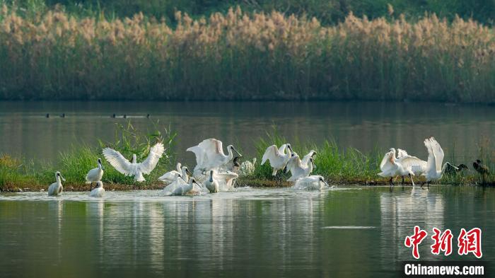 На юге Китая наступил пик сезона миграции птиц