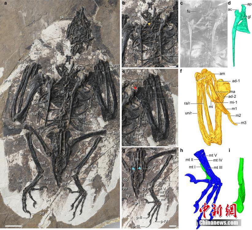 Китайские ученые обнаружили останки древних птиц возрастом 120 миллионов лет