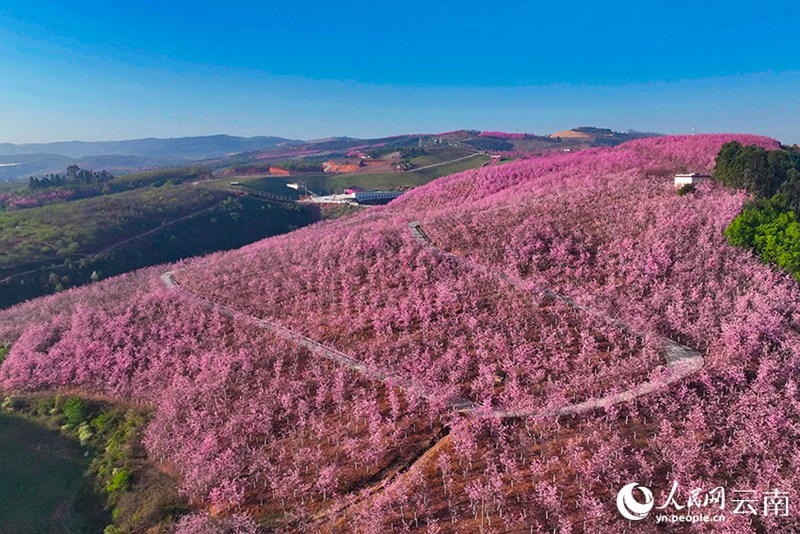 Пышное цветение вишни в Юго-Западном Китае