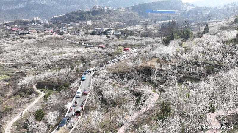 В Китае начали распускаться весенние цветы