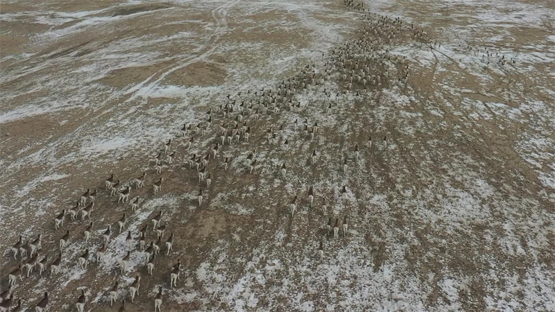 Более тысячи горных баранов на Памирском нагорье
