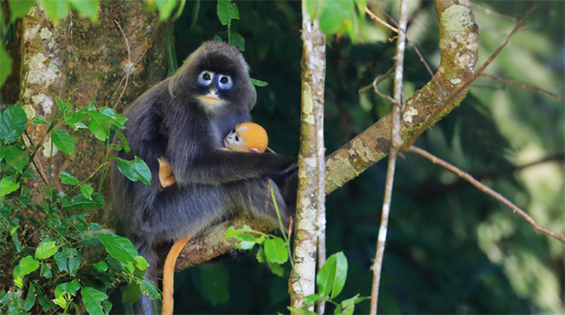 Листовые обезьяны Фейра, меняющие свою окраску, в провинции Юньнань