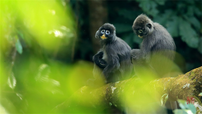 Листовые обезьяны Фейра, меняющие свою окраску, в провинции Юньнань