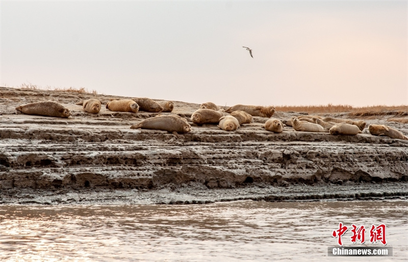 Сотни тихоокеанских пятнистых тюленей замечены в устье реки Ляохэ в Северо-Восточном Китае